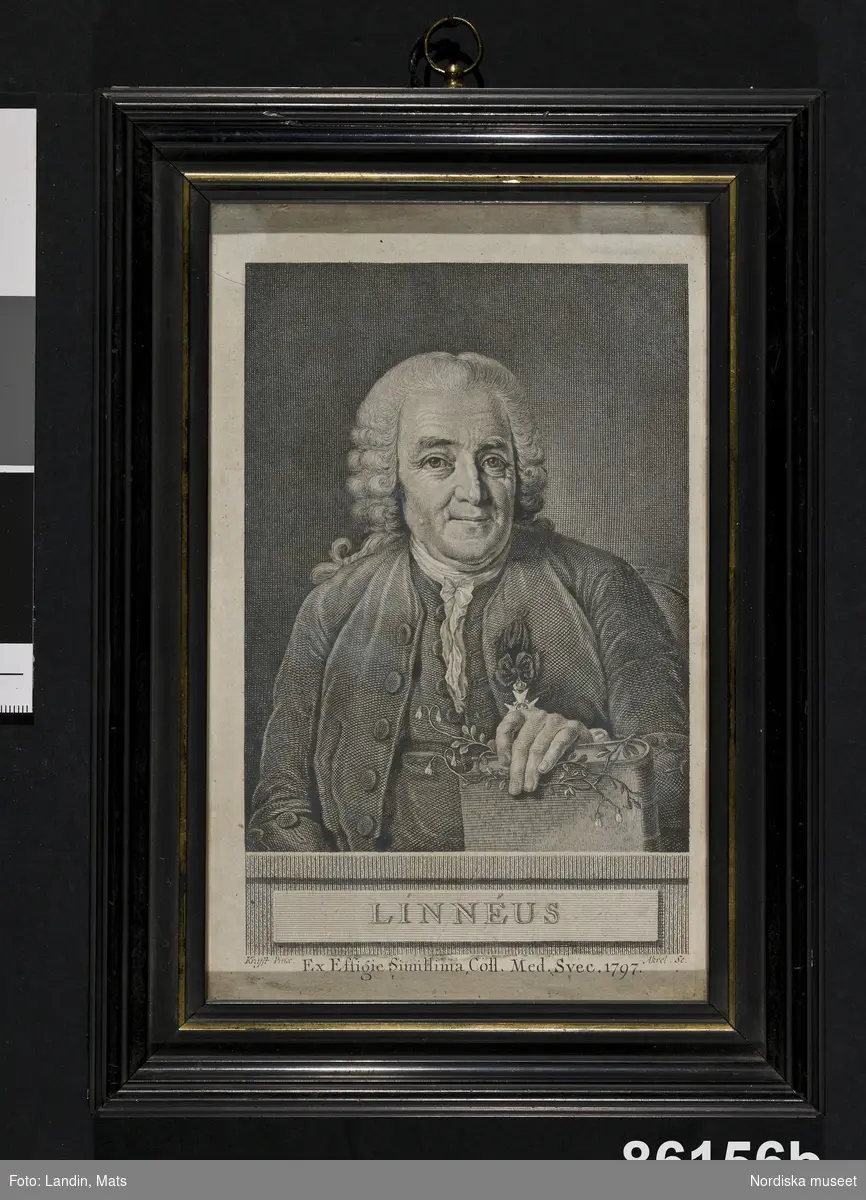 Huvudliggaren:
"2 porträtt (gravyrer) af C. v. Linné d. ä. a) Gravyr af  C. Bervic efter målning af Roslin. b) Gravyr efter målning af Kraft. 'Alla dessa saker (86,129-86,151) voro af Ingeniör Bolinder inköpta på auktion efter Kaptenskan Duse, som hade dem efter sin far.' Anteckning efter skriftlig, gåvan åtföljande förteckning. Sara Stina Duse, f. v. Linné g. m. kaptenen vid Nerkes och Vermlands regemente Hans Henrik Duse. G. enl. testamentariskt förordnande af ingeniör J. Bolinder, Stockholm 14/4 1899."Tillverkaruppgift enligt katalogkort.
/Annika Tyrfelt 2007-06-08