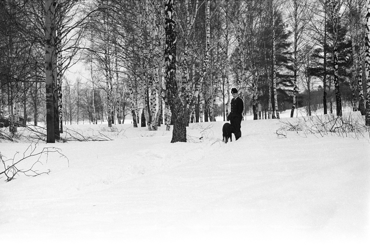 Politi med Schæferhund i ettersøkningen av en voldsforbryter i skogsområdet rundt Brannfjell i februar 1961.