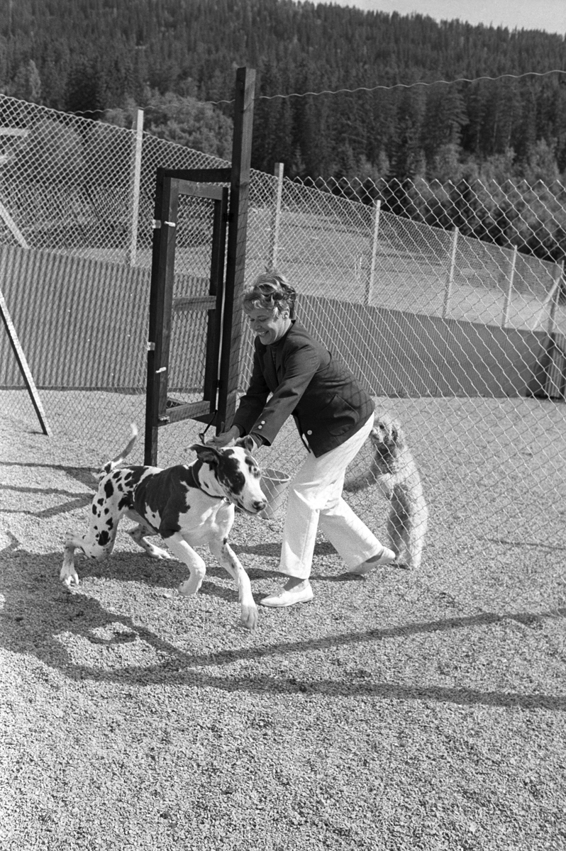 Dame i lek med hunder, en dalmatiner og en puddel, i luftegård på Standal Hundepensjonat i Hakadal, 10. august 1968.