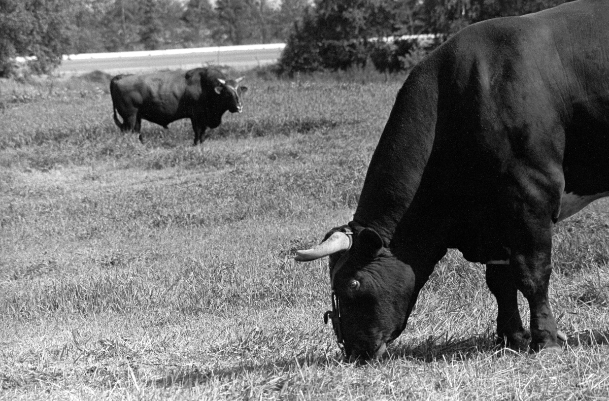 Okser, i grønn eng på Statens okseavlsstasjon på Hamar 1967.