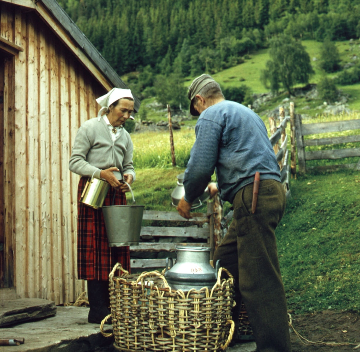 Buføring hos Eilif Hefte i Ål i Hallingdal, 1963. Melkespann blir trnsportert i en kurv.