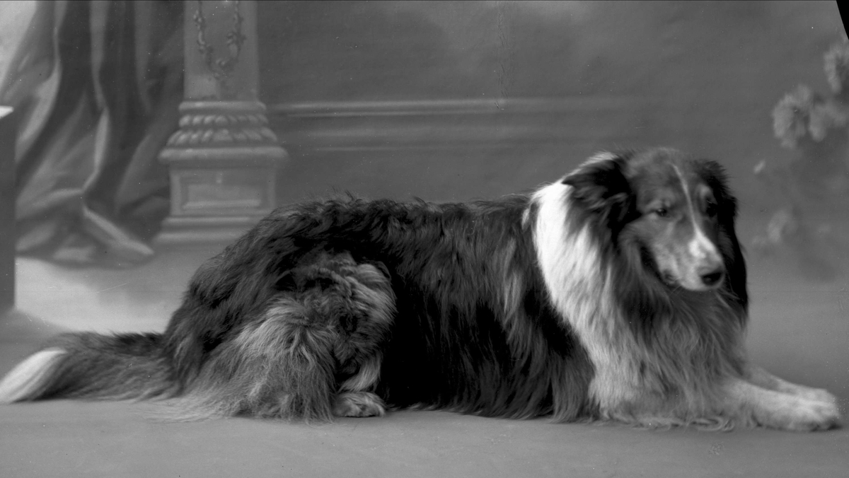 Portrett, liggende hund. Collie. General Bratlies hund.