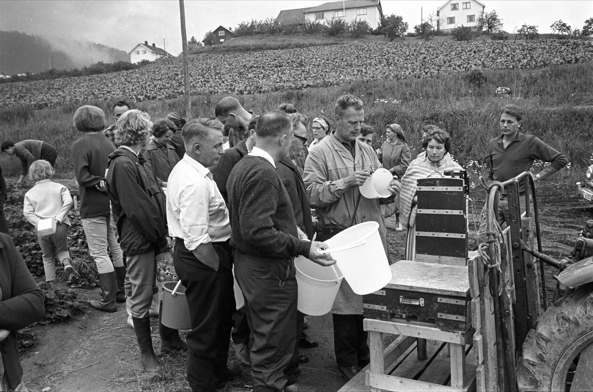 Jordbær i Lier, juli 1964. Jordbærplukking.