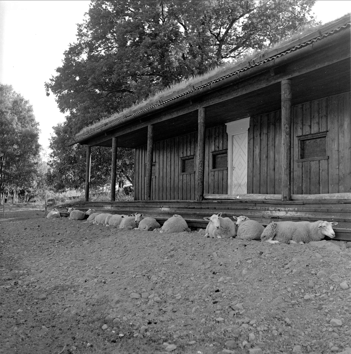 Borre. Nasjonalparken. Hus  og sauer.