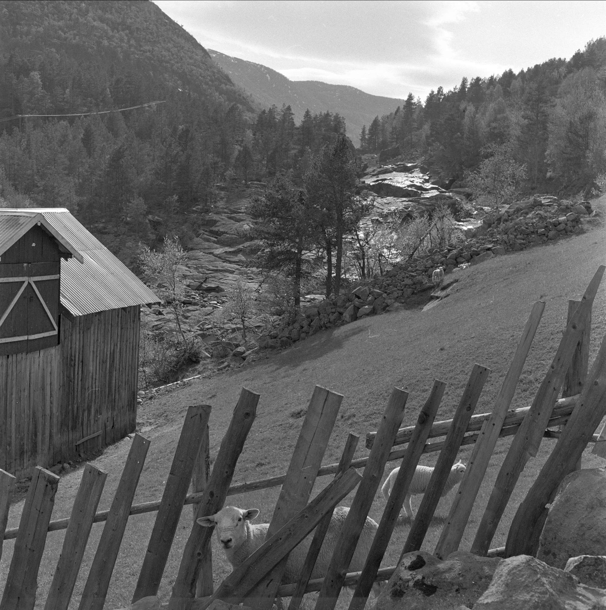 Kirker og bygg i Hallingdal, mai 1959.Sauer på beite ved et fjøs, elv i bakgrunnen.