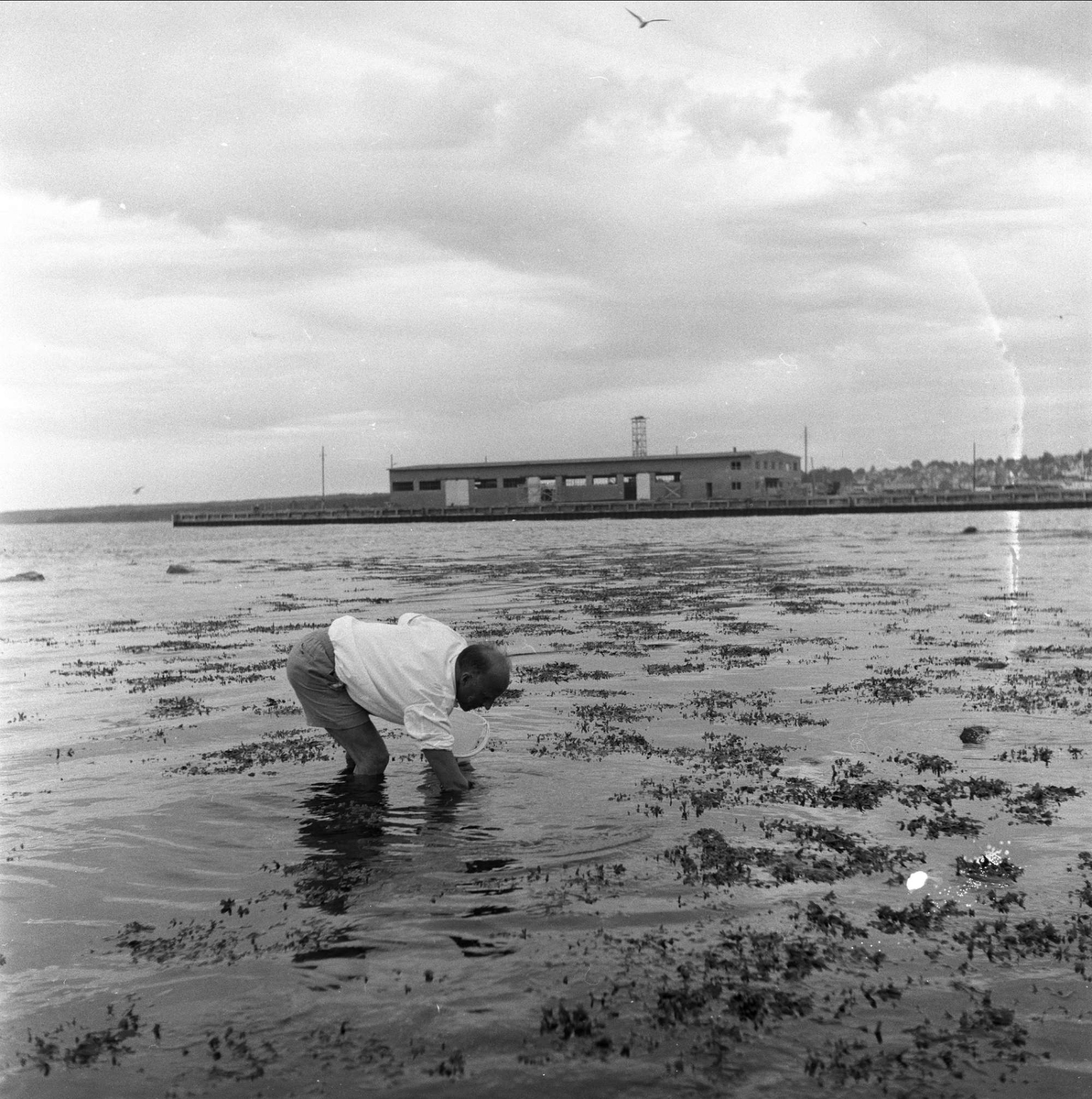 Fra Hortens 100-års jubileum, juli 1958. Mann ved havet.