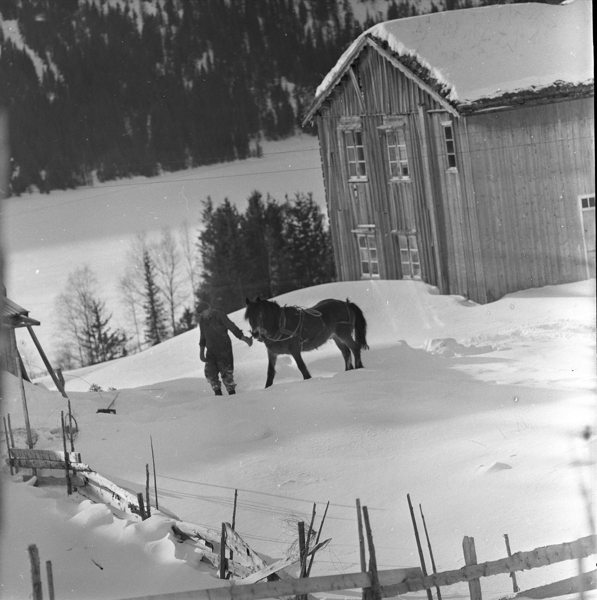 Gårdstun, hest, Espedalen Turistheim, Gausdal, Oppland, 24.02.1959.