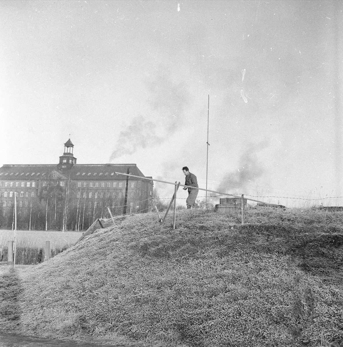 Ås, 29.05.1954, Norges landbrukshøgskole, lysforsøk.