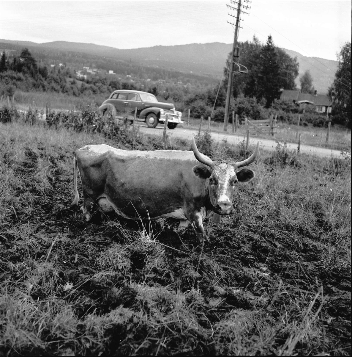 Jaren, Gran, Oppland, 02.09.1954. Senking av Jarenvatnet. Ku.