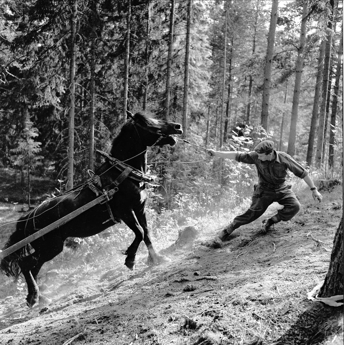 Starum, Østre Toten, Oppland, 07.07.1956. Soldat og hest i bakke.