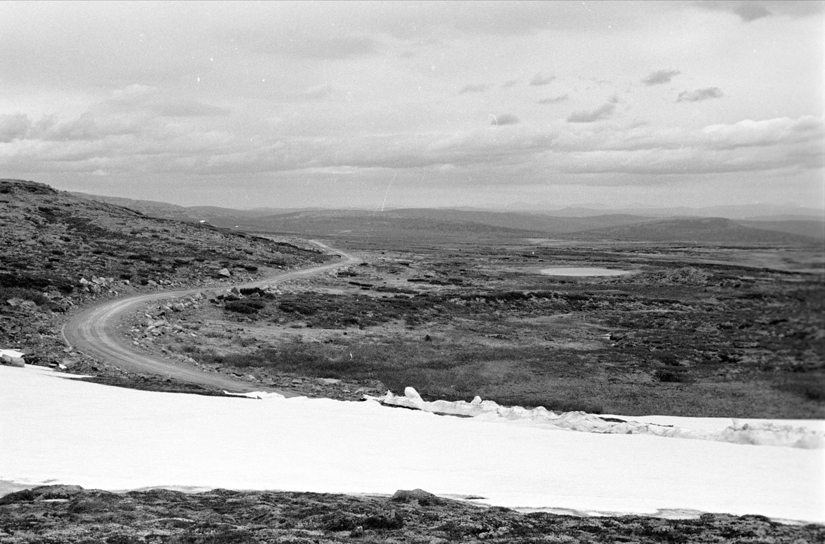 Birkerbeinervegen, Stor-Elvdal, juni 1967. Fjellandskap