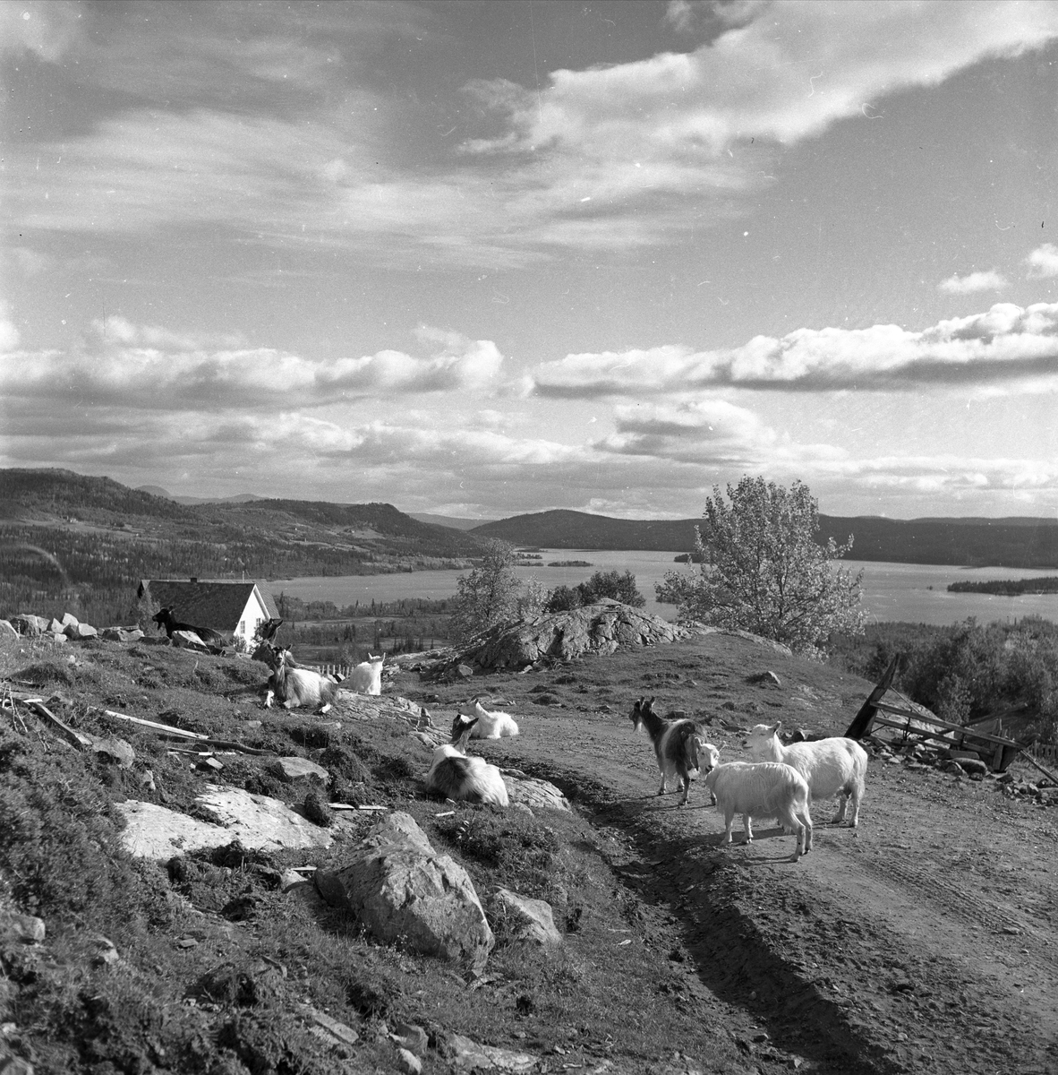 Øyangen, Øystre Slidre, Oppland, september 1957. Lykkja og Beito ved Øyangen. Landskap med geiter.