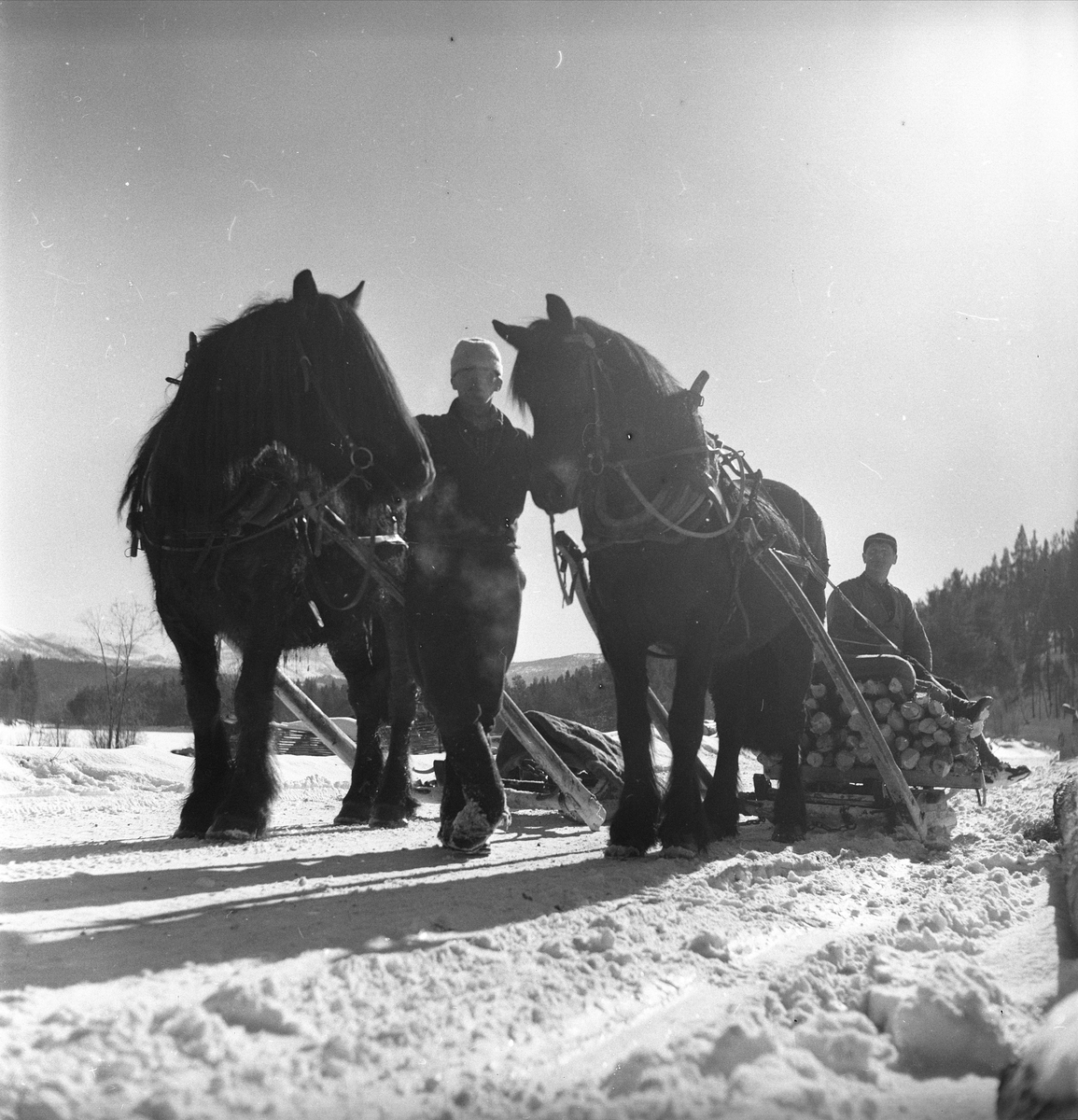 Østerdalen, mars 1959. Stemninger. Tømmertransport med hest.