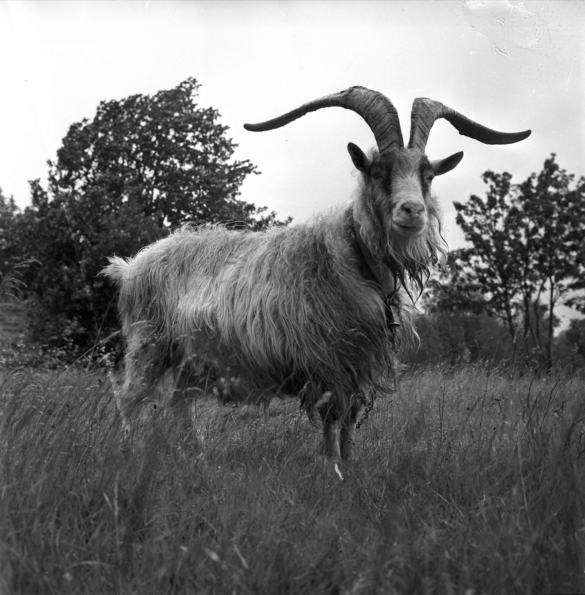 Ullevålseter, Oslo, 18.07.1964. En geitebukk.