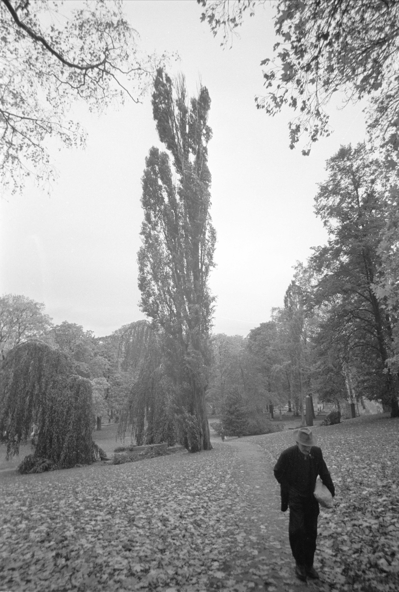 Oslo, 19.10.1960, Vår Frelsers gravlund, høststemning.