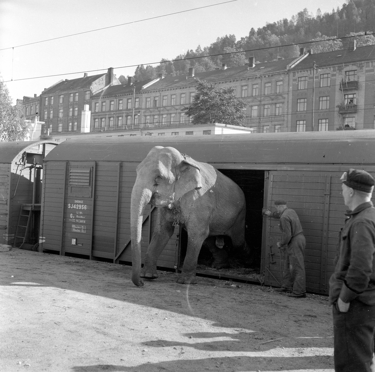 Oslo, 27.09.1954, Sirkus Zoo i Oslo, elefanter i byen.