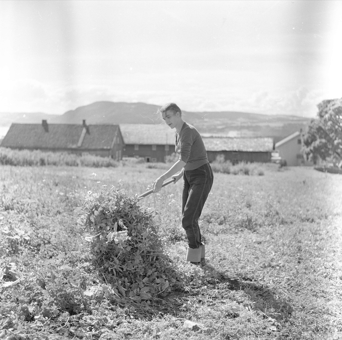 Brumunddal, august 1958, Nora Fabrikker,  produksjon, innhøsting og konservering.