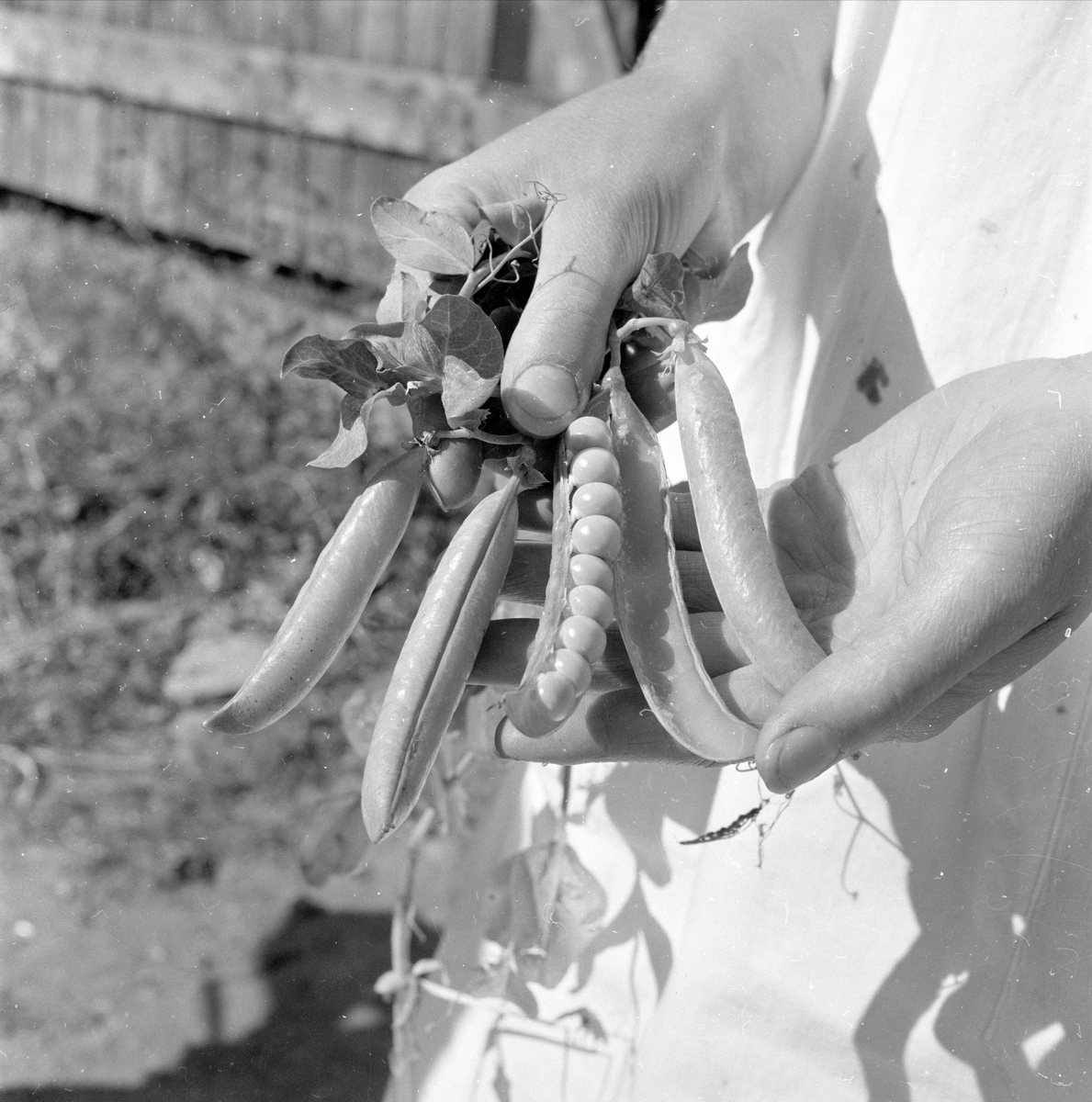 Brumunddal, august 1958, Nora Fabrikker,  produksjon, innhøsting og konservering.