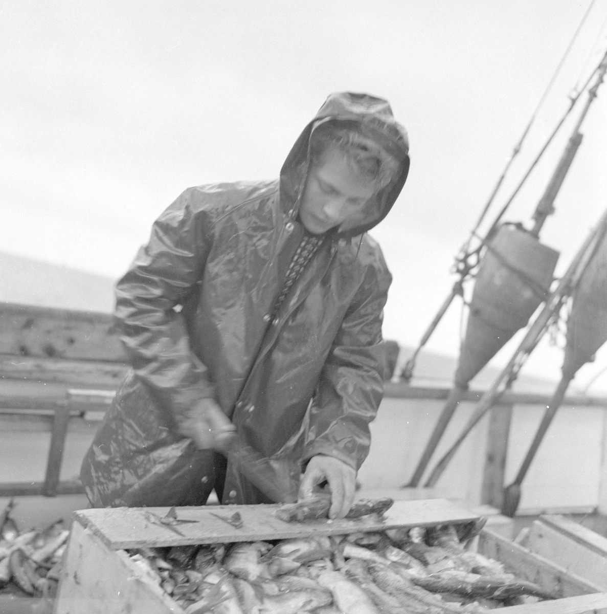 Pigghåfiske på Shetland.
Shetland, 14-22. mai 1958, fisker i arbeid med å fylle og lukke fiskekasser.