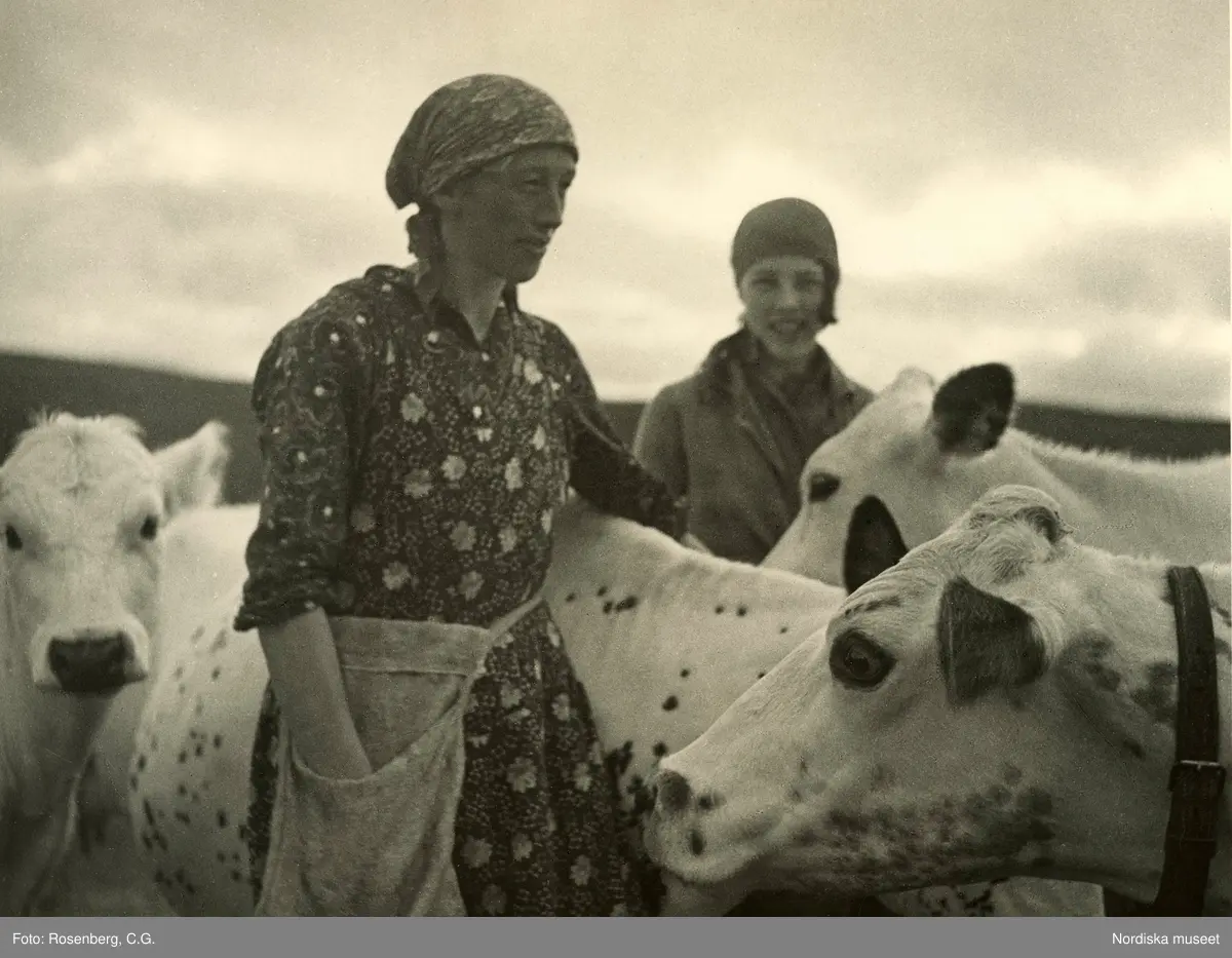 "Hem till mjölkdags", Arådalens fäbod, Jämtland. Två kvinnor och fjällkor. 