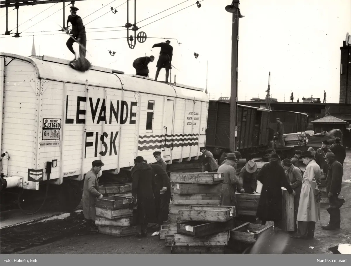 Lossning av levande fisk från en järnvägsvagn. 