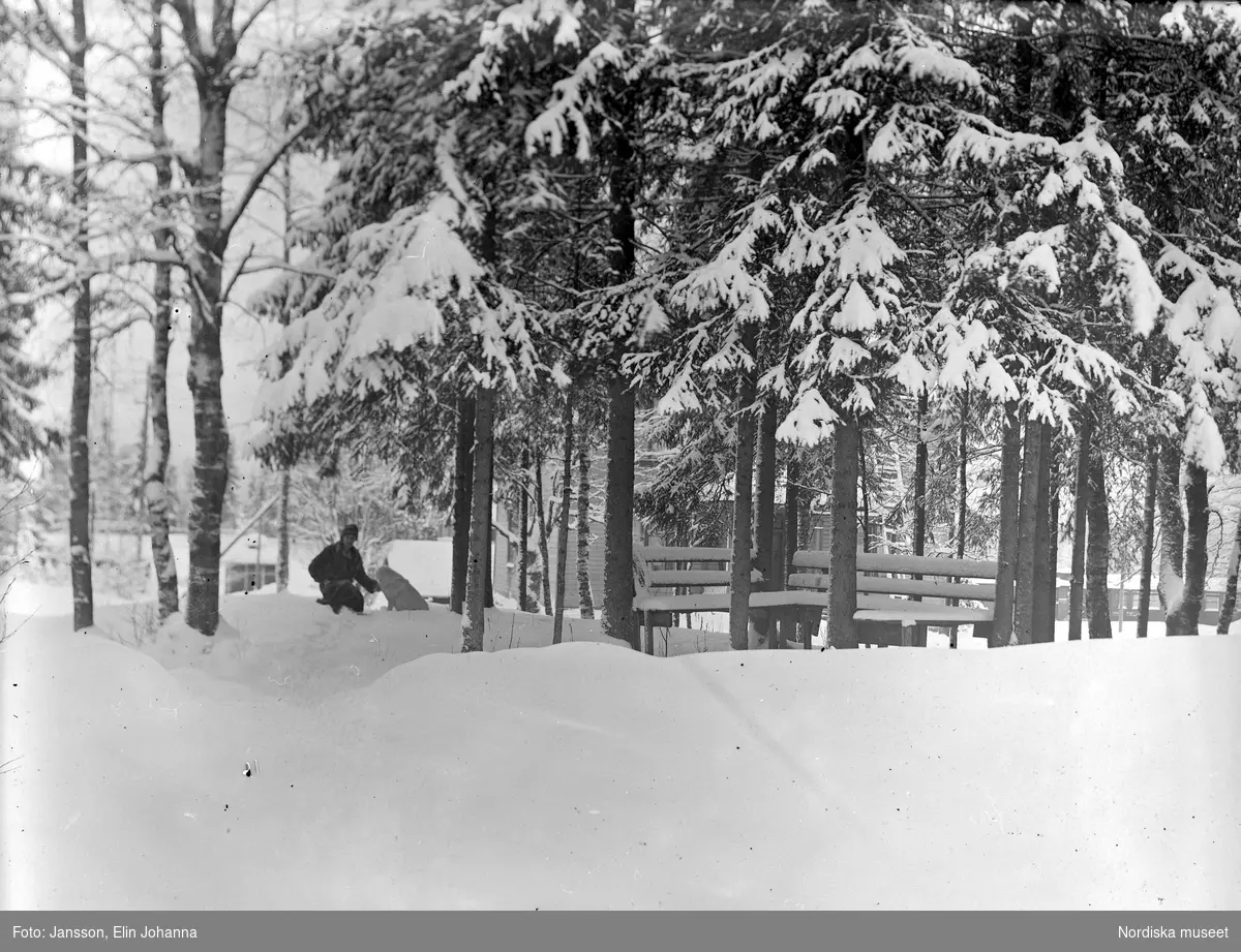 Vinterbild. en person med en hund sitter under snöiga granar.