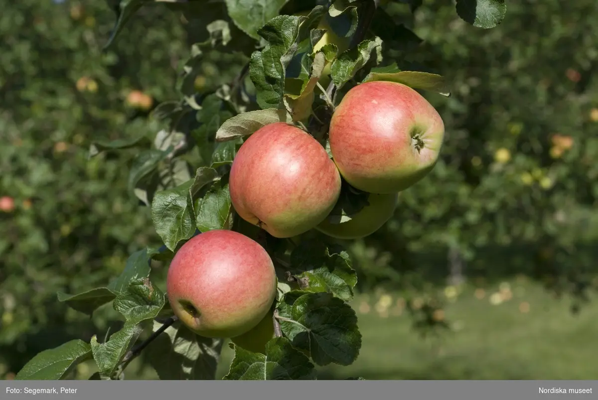 Äpplen, Strimmig vinterkavill äpple , Julita gårds fruktträdgård - Pomarium, del i Nordiska Genbanken (NGB), 2009