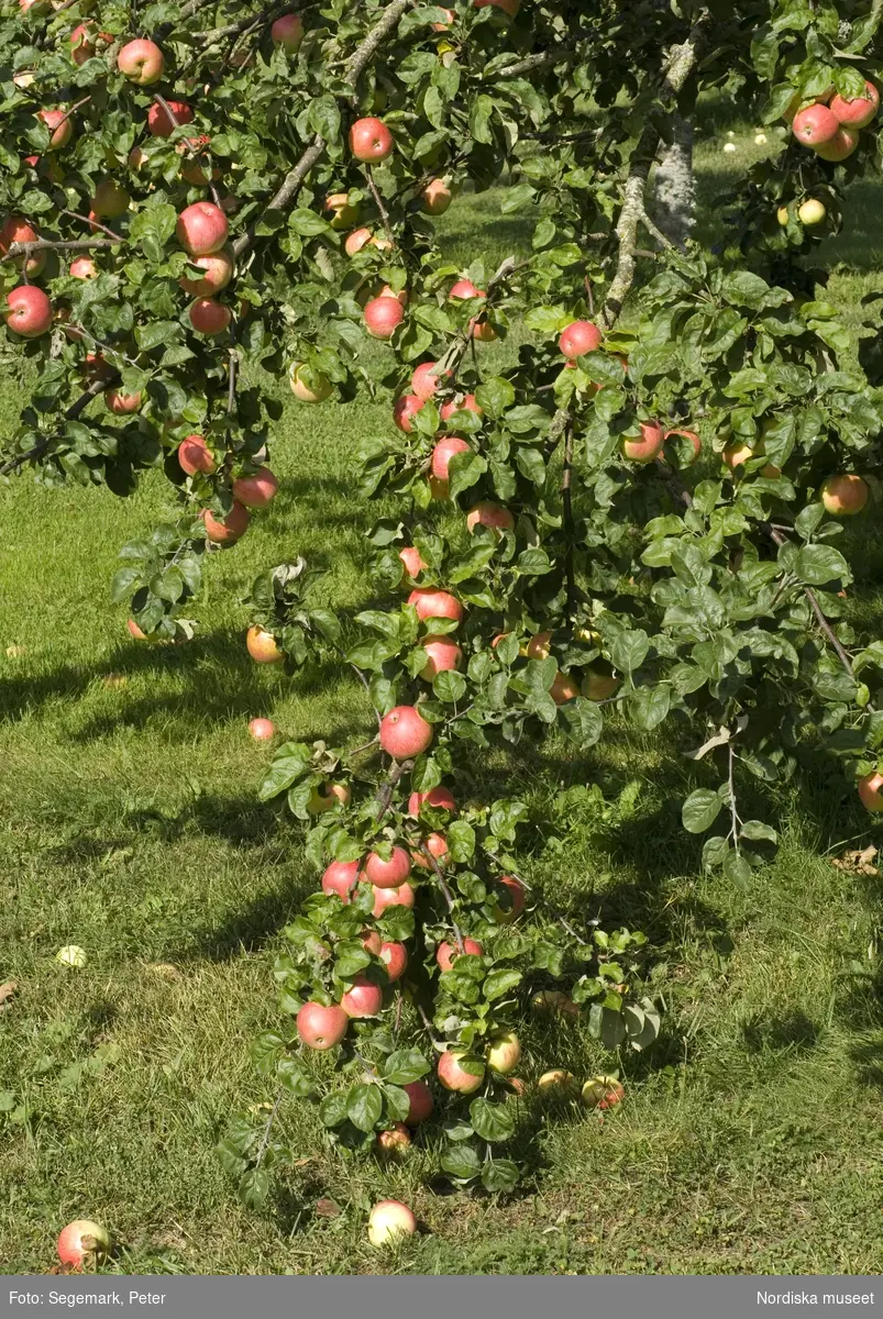 Äpplen, Strimmig vinterkavill äpple , Julita gårds fruktträdgård - Pomarium, del i Nordiska Genbanken (NGB), 2009