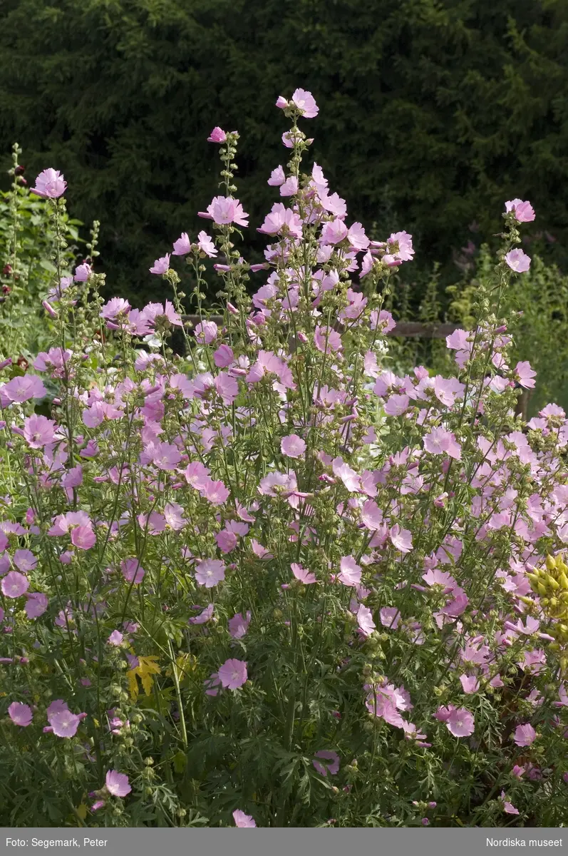 Örtagården och köksträdgården med  köksväxter och örter: Stockrosor, Ringblomma,  kål, röd- och gulbetor mm, Julita gård, sommarsäsongen 2009. 