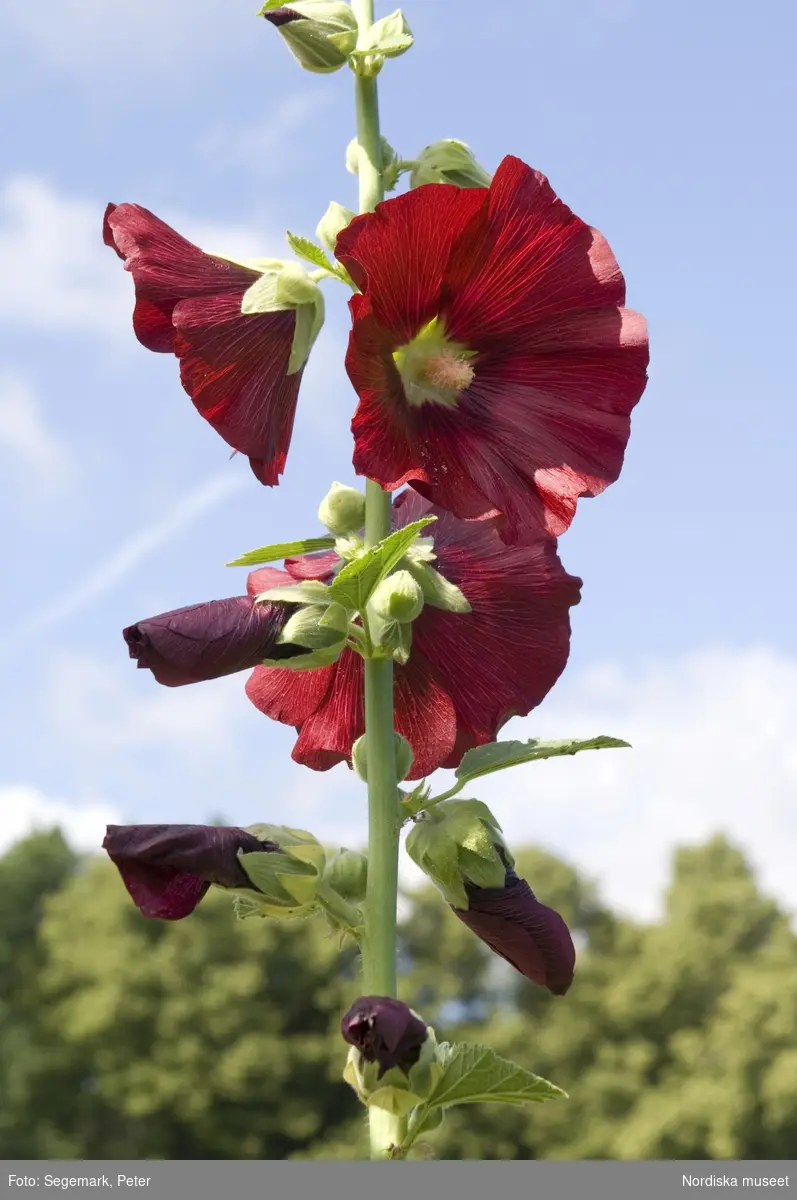 Örtagården och köksträdgården med  köksväxter och örter: Stockrosor, Ringblomma,  kål, röd- och gulbetor mm, Julita gård, sommarsäsongen 2009. 