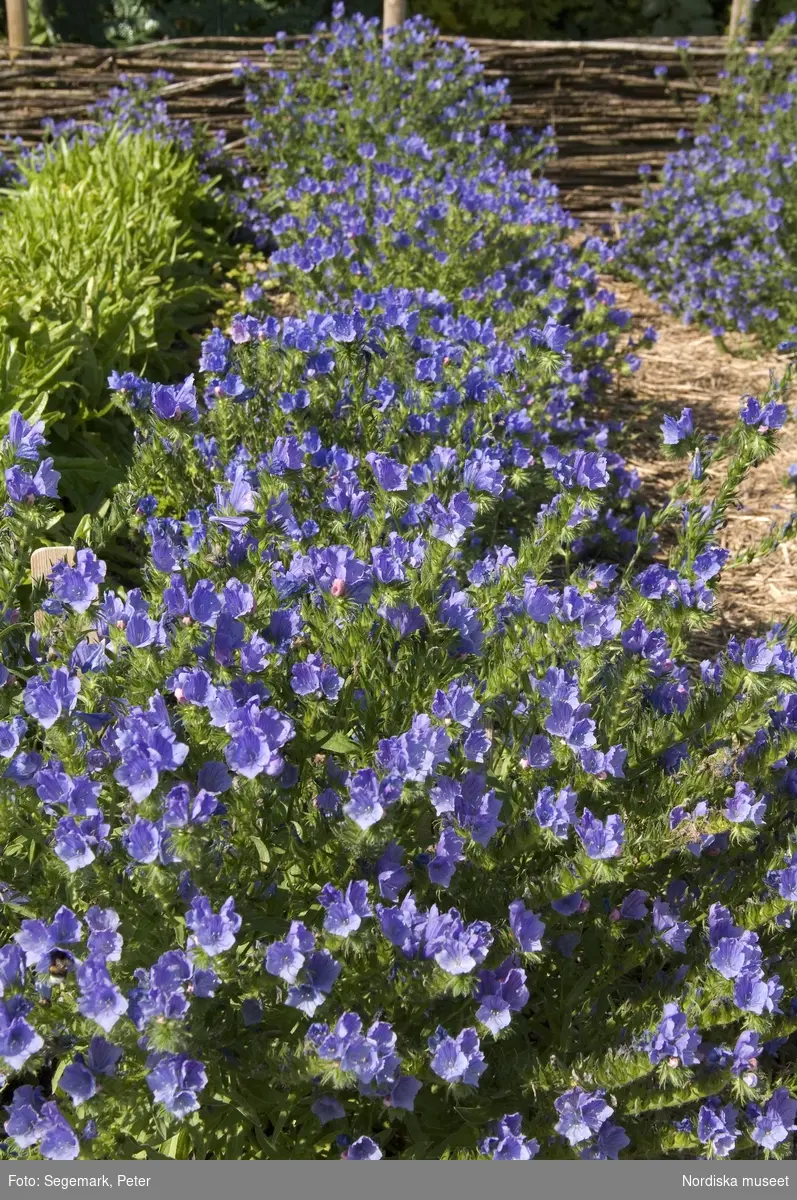 Örtagården och köksträdgården med  köksväxter och örter: Stockrosor, Ringblomma,  kål, röd- och gulbetor mm, Julita gård, sommarsäsongen 2009. 