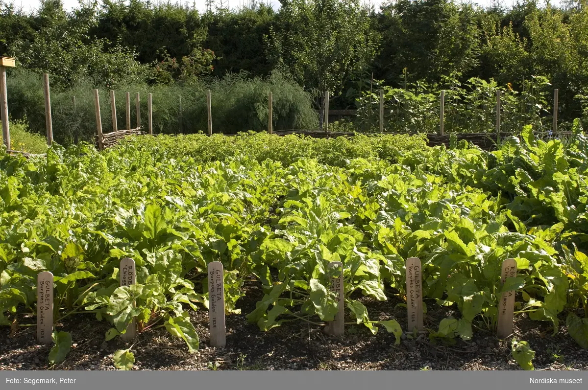 Örtagården och köksträdgården med  köksväxter och örter: Stockrosor, Ringblomma,  kål, röd- och gulbetor mm, Julita gård, sommarsäsongen 2009. 