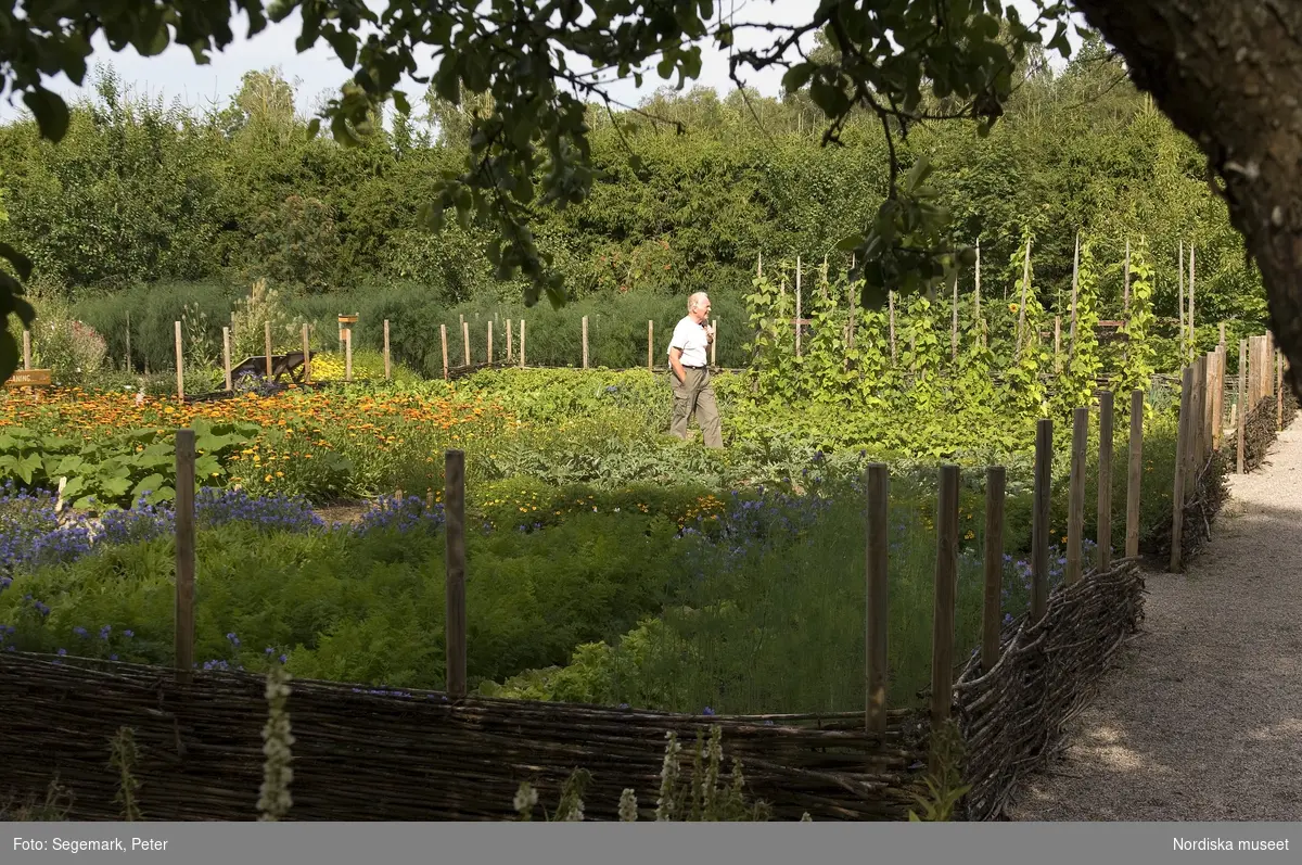 Örtagården och köksträdgården med  köksväxter och örter: Stockrosor, Ringblomma,  kål, röd- och gulbetor mm, Julita gård, sommarsäsongen 2009. 