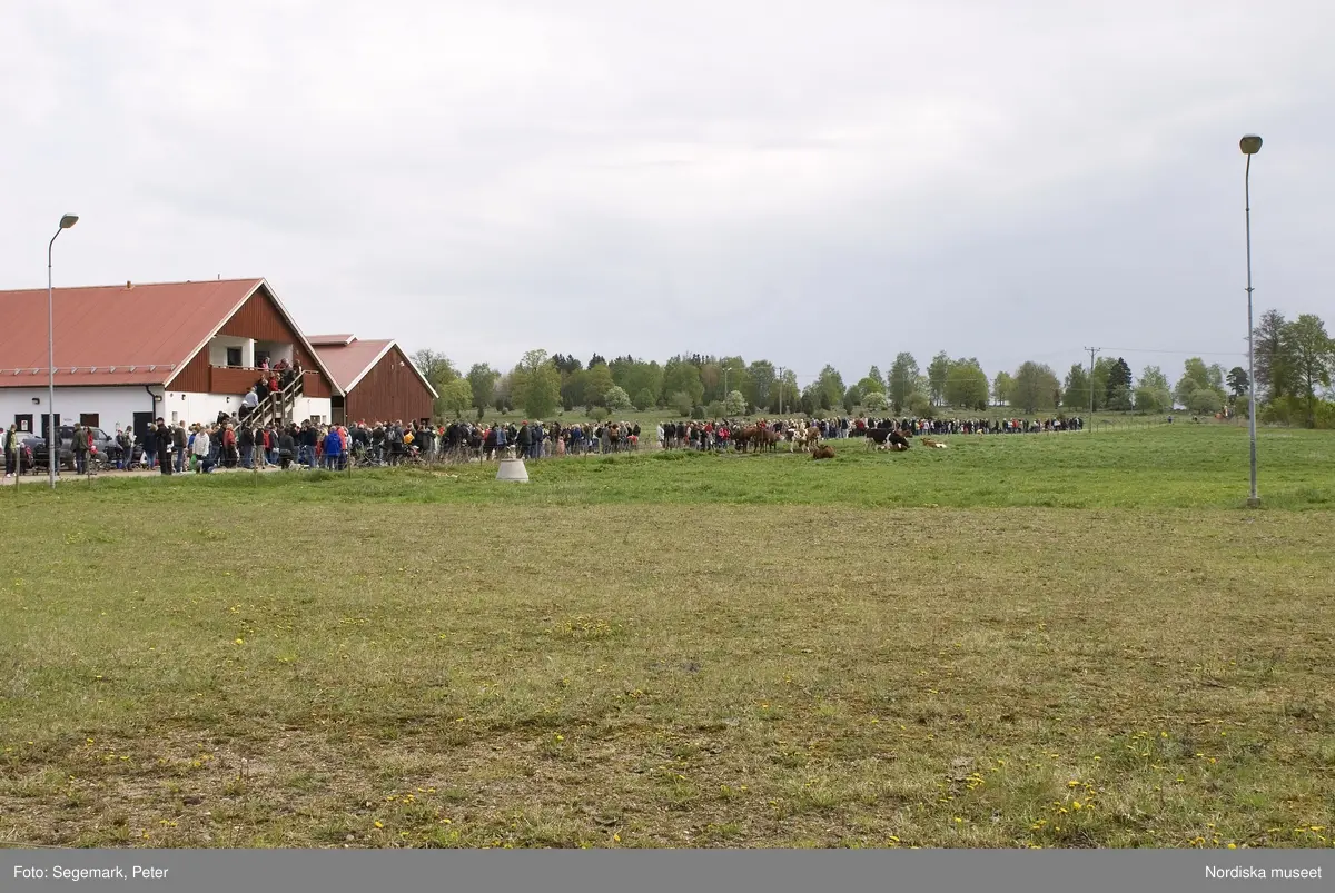 Visningsladugården exteriört och interiört, med kor, kajor och publik,  Julita gård maj 2009. 