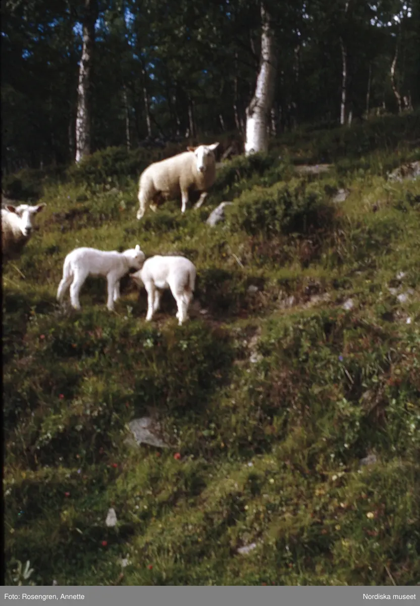 Bruksvallarna, fäbod, 1974. Byggnader, djur, människor och natur.