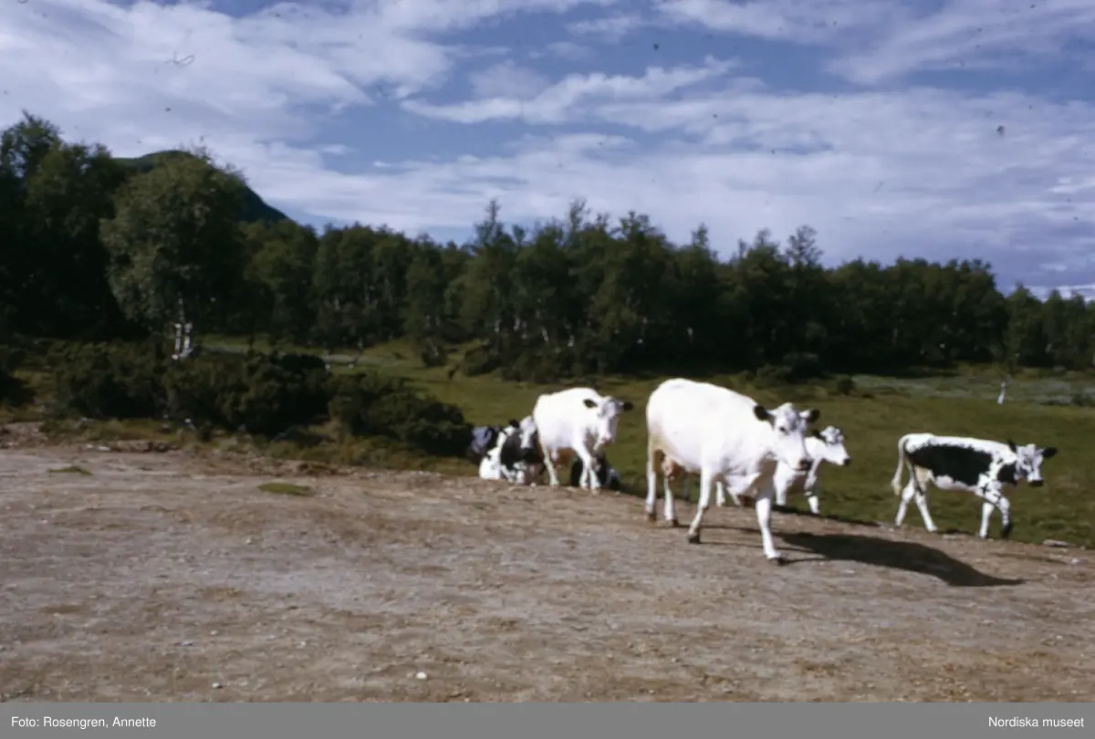 Bruksvallarna, fäbod, 1974. Byggnader, djur, människor och natur.