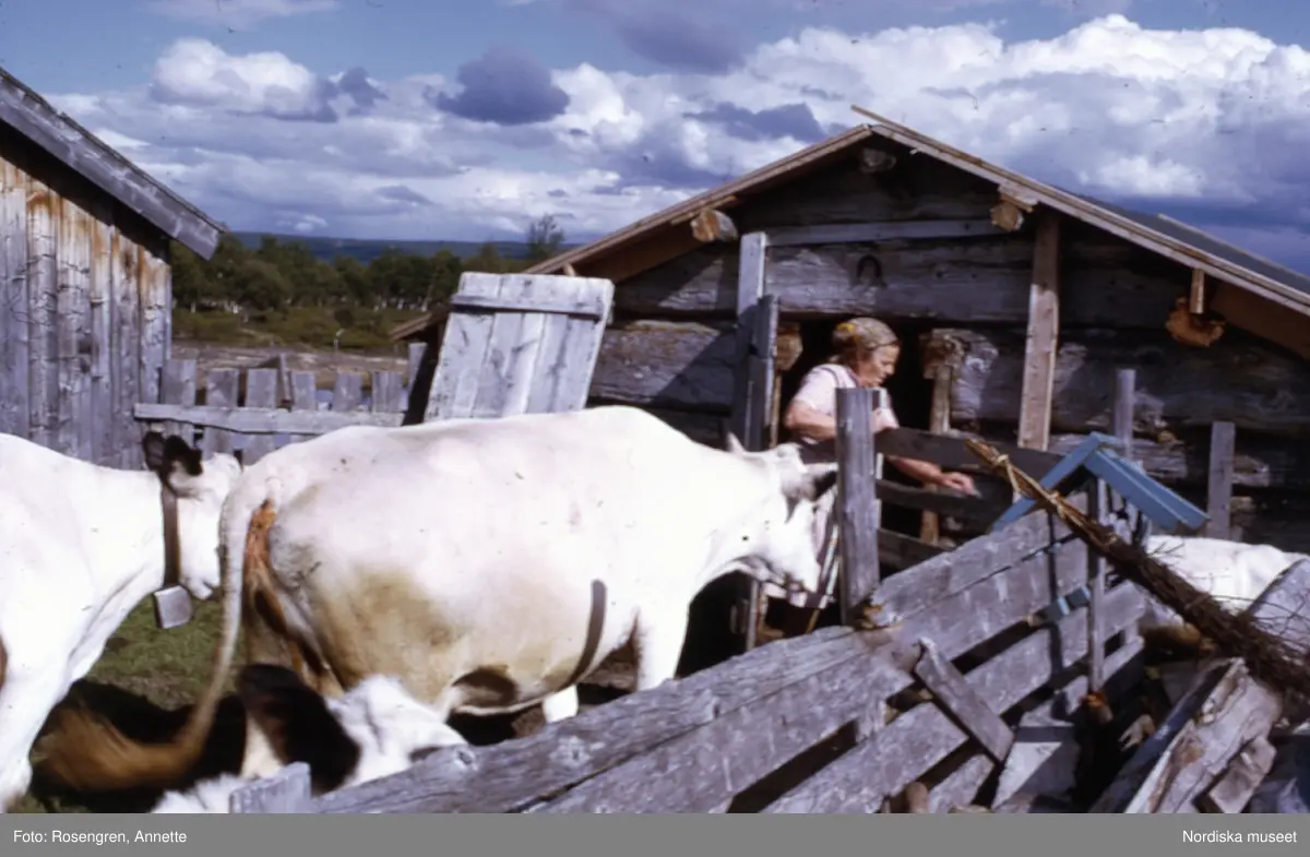 Bruksvallarna, fäbod, 1974. Byggnader, djur, människor och natur.