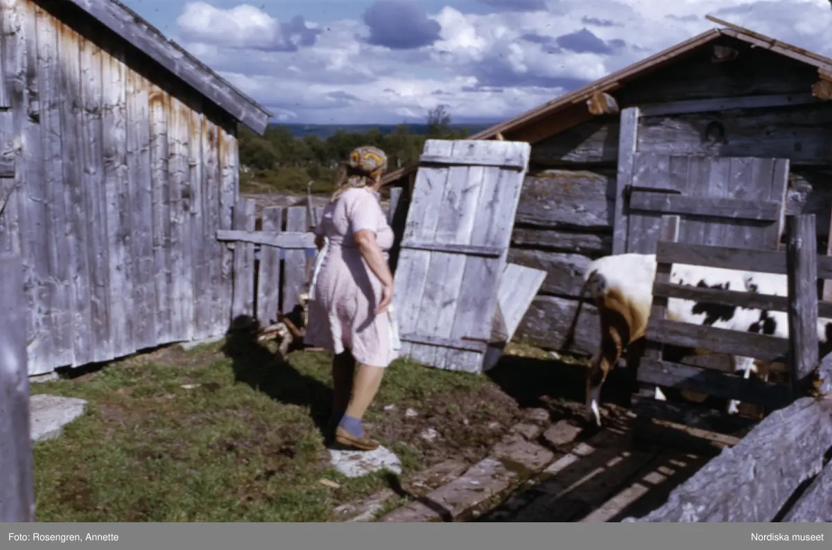 Bruksvallarna, fäbod, 1974. Byggnader, djur, människor och natur.
