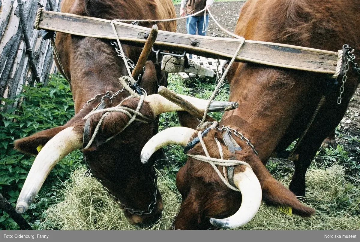 Dragoxarna Lasse och Bosse från Frödinge hembygdsförening visas upp på Skansen.