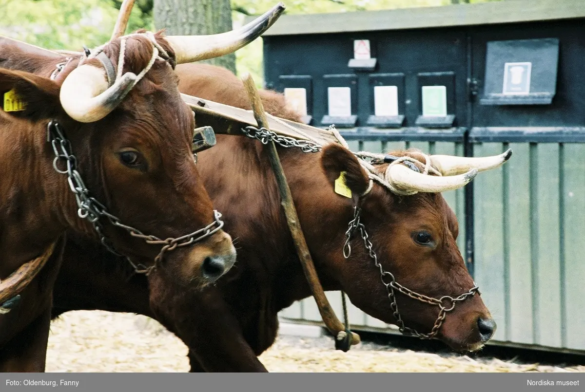 Dragoxarna Lasse och Bosse från Frödinge hembygdsförening visas upp på Skansen.