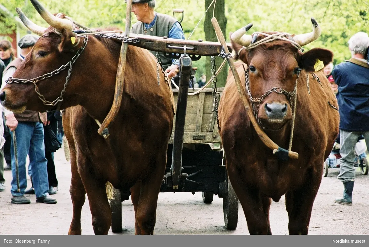 Dragoxarna Lasse och Bosse från Frödinge hembygdsförening visas upp på Skansen.