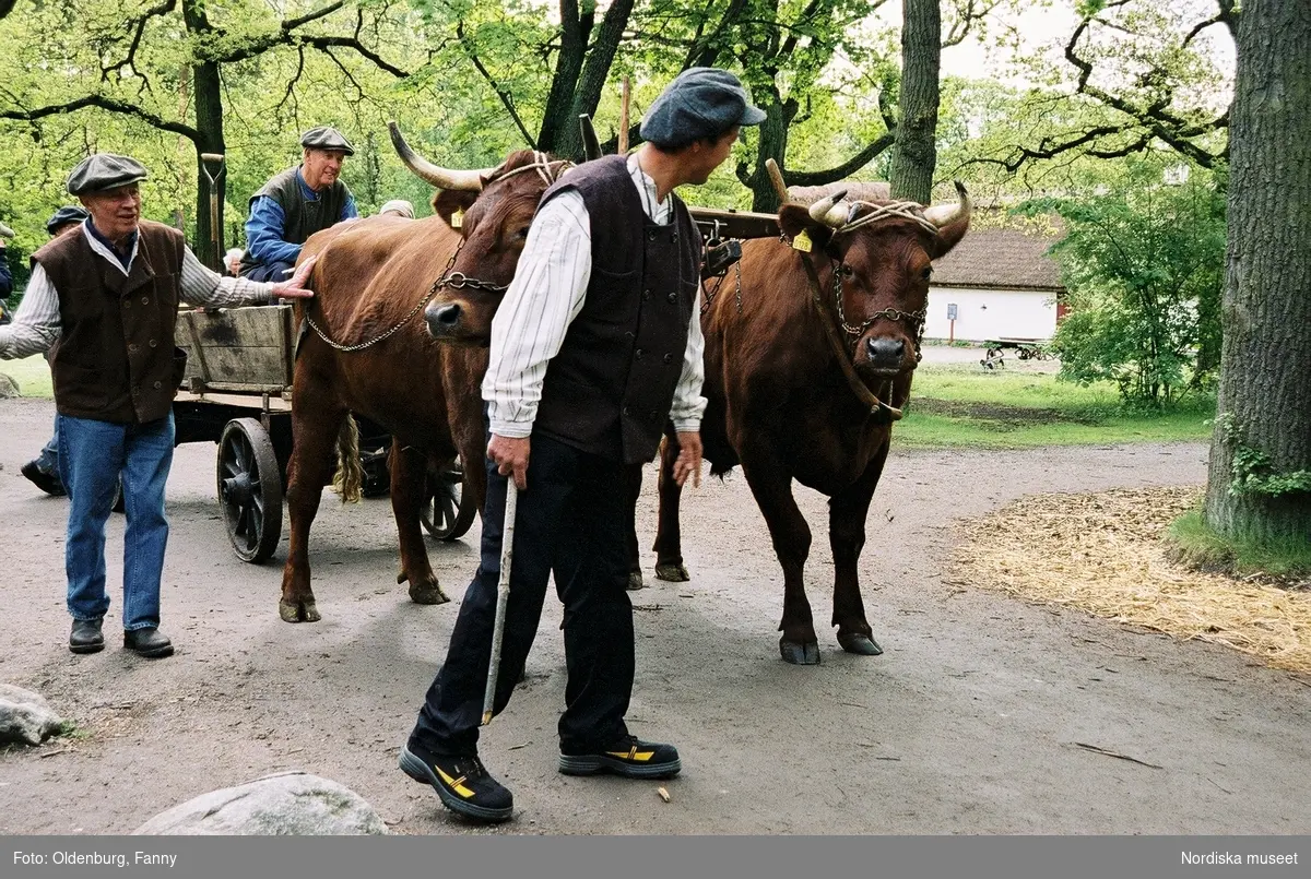 Dragoxarna Lasse och Bosse från Frödinge hembygdsförening visas upp på Skansen.