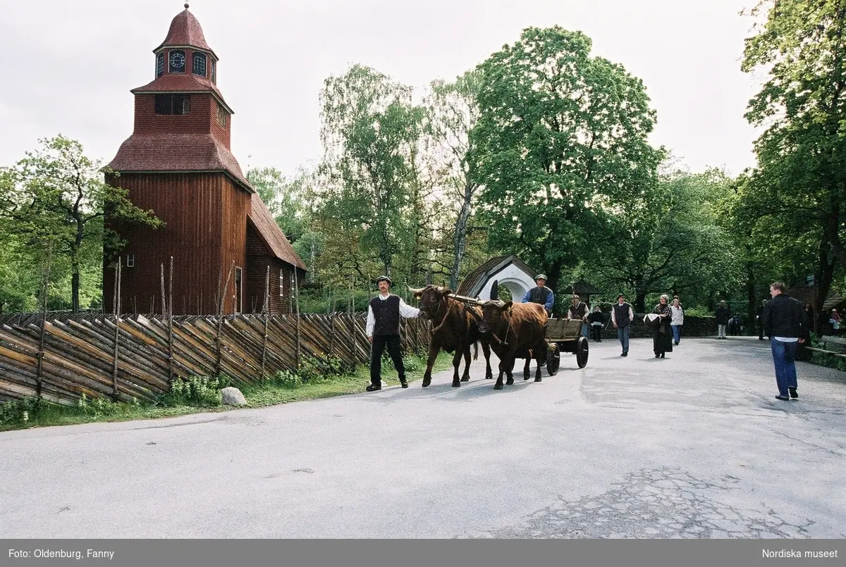 Dragoxarna Lasse och Bosse från Frödinge hembygdsförening visas upp på Skansen.