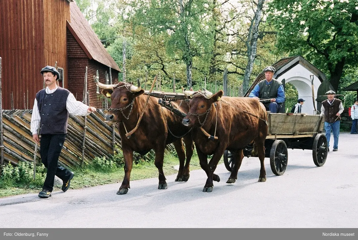 Dragoxarna Lasse och Bosse från Frödinge hembygdsförening visas upp på Skansen.