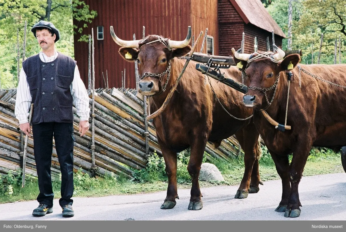 Dragoxarna Lasse och Bosse från Frödinge hembygdsförening visas upp på Skansen.