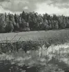 Liten tjärn med vass och näckrosblad, i bakgrunden skog, Småland