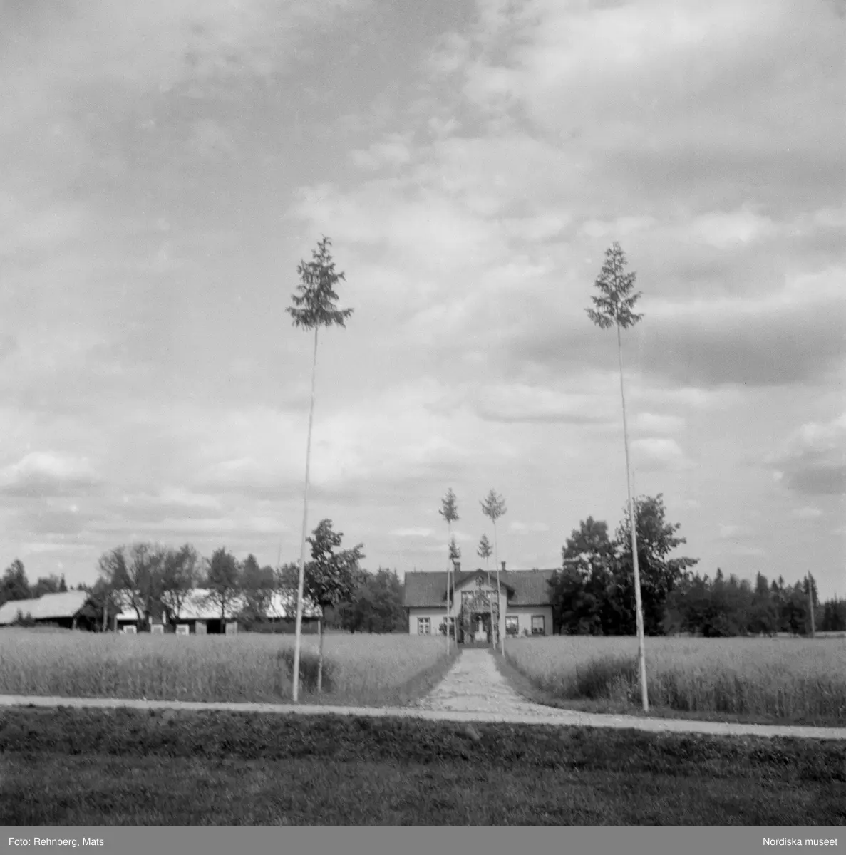 Småland, Lenhovda sn, Hassle by. Bröllopsträd längs hela vägen genom byn.