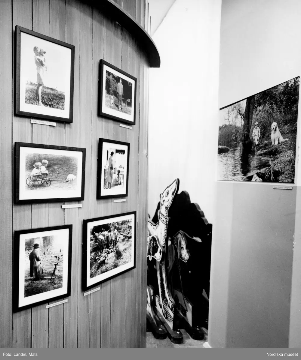 Utställningen "Hunden" på Nordiska museet 1989.Svartvit dokumentation av miljöer och montrar. Sagans hund, vakthunden mm