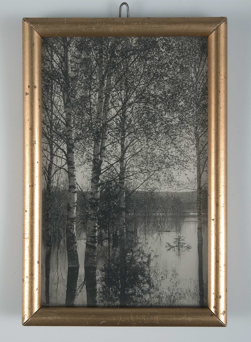 Inramat och glasat svartvitt fotografi. Motiv: en insjö med björkar i förgrunden. Fotografiet stämplat: GEHRMANS FOTOGRAFIAFF. HOFFOTOGRAF. HEDEMORA. Prydnadsram av förgyllt trä. Bakstycke av papp. Otydbar blyertstext på bakstycket.