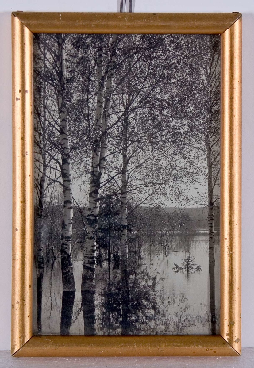 Inramat och glasat svartvitt fotografi. Motiv: en insjö med björkar i förgrunden. Fotografiet stämplat: GEHRMANS FOTOGRAFIAFF. HOFFOTOGRAF. HEDEMORA. Prydnadsram av förgyllt trä. Bakstycke av papp. Otydbar blyertstext på bakstycket.